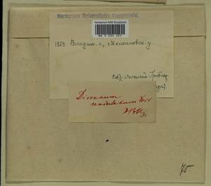 Dicranum polysetum Sw., Гербарий мохообразных, Мхи - Центральное Нечерноземье (B6) (Россия)