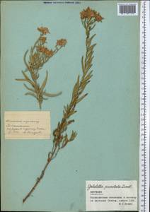 Galatella sedifolia subsp. sedifolia, Средняя Азия и Казахстан, Северный и Центральный Тянь-Шань (M4) (Киргизия)