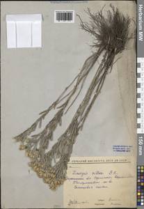 Солонечник мохнатый, Грудница мохнатая (L.) Rchb.fil., Восточная Европа, Центральный лесостепной район (E6) (Россия)