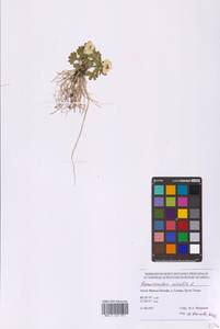 Лютик снеговой L., Восточная Европа, Северный район (E1) (Россия)