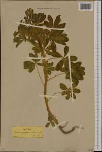 Lupinus albus subsp. graecus (Boiss. & Spruner)Franco & P.Silva, Западная Европа (EUR) (Греция)