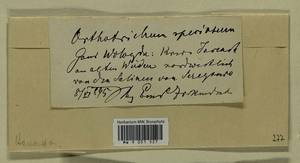 Lewinskya speciosa (Nees) F. Lara, Garilleti & Goffinet, Гербарий мохообразных, Мхи - Архангельская и Вологодская области, Коми, Ненецкий АО (B7) (Россия)