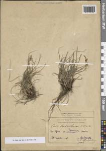 Осока Бордзиловского (V.I.Krecz.) T.V.Egorova, Кавказ, Армения (K5) (Армения)