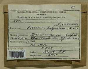 Dicranum polysetum Sw., Гербарий мохообразных, Мхи - Центральное Черноземье (B10) (Россия)