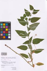 Viola jordanii Hanry, Восточная Европа, Центральный лесостепной район (E6) (Россия)