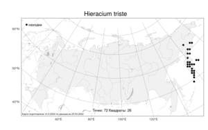 Hieracium triste, Яcтребинка печальная Willd. ex Spreng., Атлас флоры России (FLORUS) (Россия)