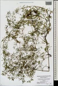 Подмаренник мягкий L., Восточная Европа, Северо-Западный район (E2) (Россия)