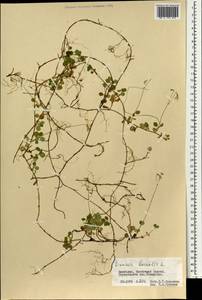 Линнея северная L., Монголия (MONG) (Монголия)