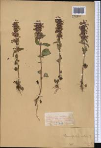 Змееголовник поникший L., Средняя Азия и Казахстан, Джунгарский Алатау и Тарбагатай (M5) (Казахстан)