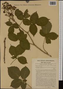Rubus fasciculatus P. J. Müll., Западная Европа (EUR) (Австрия)