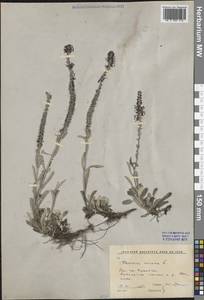 Вероника седая L., Сибирь, Прибайкалье и Забайкалье (S4) (Россия)