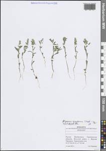 Бурачок туркестанский Regel & Schmalh. ex Regel, Восточная Европа, Нижневолжский район (E9) (Россия)