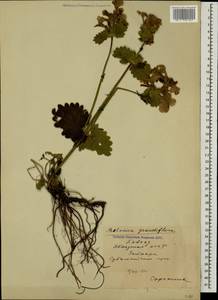 Чистец крупноцветковый (K.Koch) Stearn, Кавказ, Абхазия (K4a) (Абхазия)