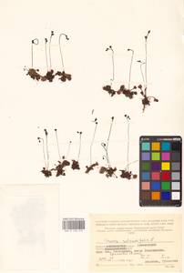 Росянка круглолистная L., Восточная Европа, Северный район (E1) (Россия)