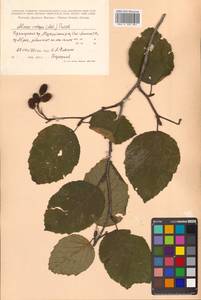 Ольха Максимовича Callier, Сибирь, Дальний Восток (S6) (Россия)