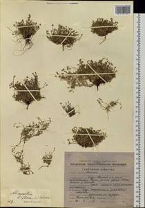 Шерлерия двухцветковая (L.) comb. ined., Сибирь, Чукотка и Камчатка (S7) (Россия)