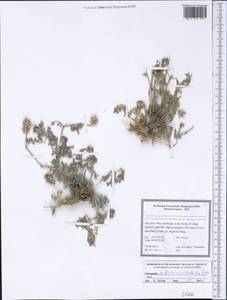 Astragalus sufianicus Podlech & Sytin, Зарубежная Азия (ASIA) (Иран)
