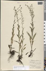 Myosotis alpestris subsp. suaveolens (Waldst. & Kit. ex Willd.) Strid, Восточная Европа, Ростовская область (E12a) (Россия)