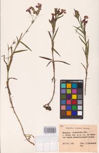 Гвоздика китайская L., Восточная Европа, Белоруссия (E3a) (Белоруссия)