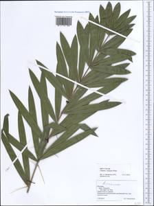 Calamus viminalis Willd., Зарубежная Азия (ASIA) (Вьетнам)