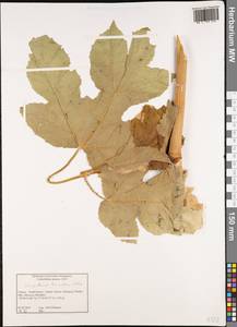 Heracleum sphondylium subsp. ternatum (Velen.) Brummitt, Западная Европа (EUR) (Греция)