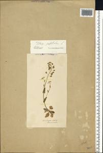 Яруточка пронзеннолистная (L.) F.K.Mey., Восточная Европа, Молдавия (E13a) (Молдавия)