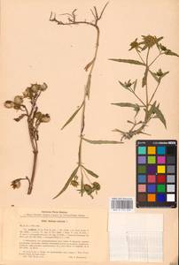 Череда поникающая, Череда поникшая L., Восточная Европа, Южно-Украинский район (E12) (Украина)