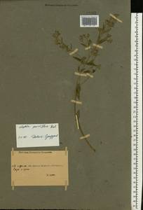 Nepeta ucranica subsp. parviflora (M.Bieb.) M.Masclans de Bolos, Восточная Европа, Ростовская область (E12a) (Россия)