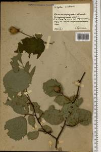 Орешник обыкновенный, Лещина обыкновенная L., Восточная Европа, Северо-Западный район (E2) (Россия)