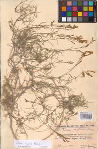 Смолевка приземистая M.Bieb., Восточная Европа, Северо-Украинский район (E11) (Украина)