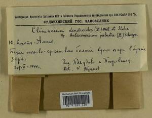 Climacium dendroides (Hedw.) F. Weber & D. Mohr, Гербарий мохообразных, Мхи - Дальний Восток (без Чукотки и Камчатки) (B20) (Россия)