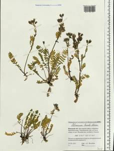 Синюха северная Adams, Восточная Европа, Северный район (E1) (Россия)