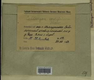 Calliergon cordifolium (Hedw.) Kindb., Гербарий мохообразных, Мхи - Пермский край, Удмуртия, Свердловская и Кировская области (B8) (Россия)