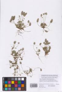 Ceratocephala orthoceras DC., Восточная Европа, Нижневолжский район (E9) (Россия)