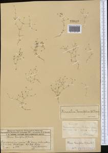 Sabulina regeliana (Trautv.) Dillenb. & Kadereit, Средняя Азия и Казахстан, Муюнкумы, Прибалхашье и Бетпак-Дала (M9) (Казахстан)