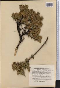 Gaultheria mucronata (L. fil.) J. Rémy, Америка (AMER) (Чили)