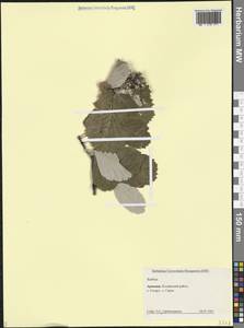 Рябина, Кавказ, Армения (K5) (Армения)