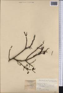 Dendrophthora buxifolia (Lam.) Eichl., Америка (AMER) (Куба)