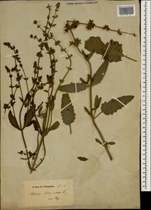 Salvia disermas L., Зарубежная Азия (ASIA) (Неизвестно)