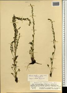 Artemisia desertorum subsp. pseudojaponica Darijma & Kamelin, Монголия (MONG) (Монголия)