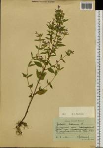 Пикульник ладанниковый L., Сибирь, Дальний Восток (S6) (Россия)