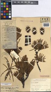 Cathaya argyrophylla Chun & Kuang, Зарубежная Азия (ASIA) (КНР)
