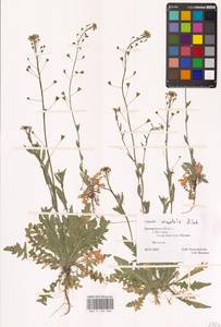 Пастушья сумка восточная Klokov, Восточная Европа, Центральный лесостепной район (E6) (Россия)