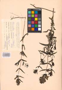 MHA 0 162 072, Rhinanthus serotinus var. vernalis (N. W. Zinger) Janch., Восточная Европа, Западный район (E3) (Россия)