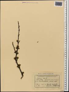 Кизил мужской, Кизил обыкновенный L., Кавказ, Черноморское побережье (от Новороссийска до Адлера) (K3) (Россия)