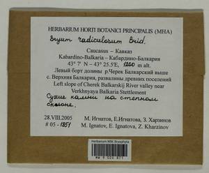Gemmabryum radiculosum (Brid.) J.R. Spence & H.P. Ramsay, Гербарий мохообразных, Мхи - Северный Кавказ и Предкавказье (B12) (Россия)