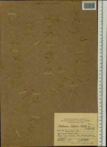 Звездчатка длиннолистная, Звездчатка раскидистая (Regel) Muhl. ex Willd., Сибирь, Дальний Восток (S6) (Россия)