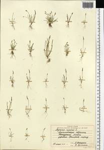 Мышехвостник маленький L., Восточная Европа, Центральный лесной район (E5) (Россия)