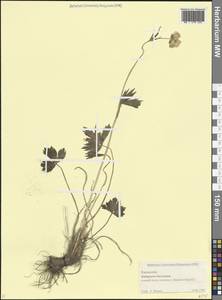 Лютик, Кавказ, Ставропольский край, Карачаево-Черкесия, Кабардино-Балкария (K1b) (Россия)