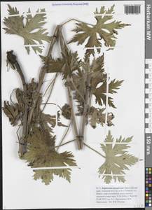 Живокость шерстистая (Huth) Sambuk, Сибирь, Прибайкалье и Забайкалье (S4) (Россия)